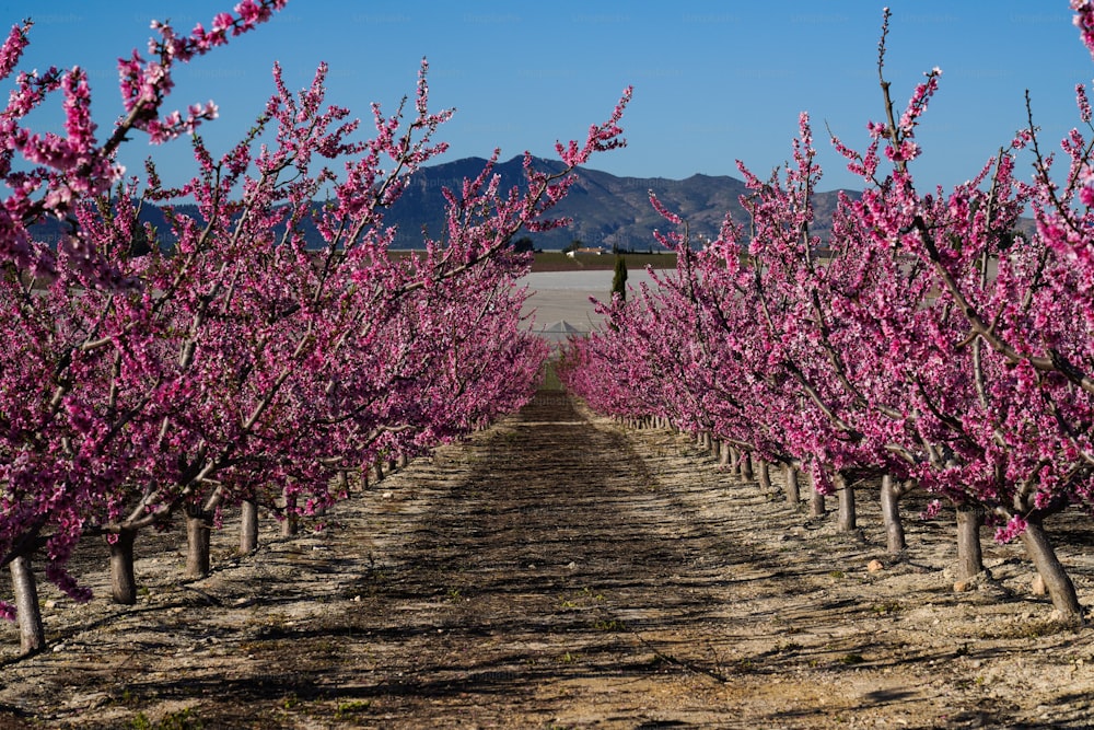 Peach blossom in Cieza, Mirador El Horno. Photography of a blossoming of peach trees in Cieza in the Murcia region. Peach, plum and nectarine trees. Spain