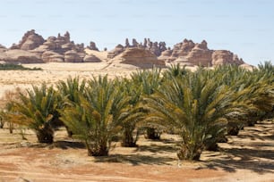 Paisaje cerca de Al Ula, Arabia Saudita con palmeras datileras