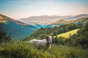 Une chèvre à cornes lors de la montée du Monte Adarra à Urnieta, près de Saint-Sébastien. Gipuzkoa, Pays Basque