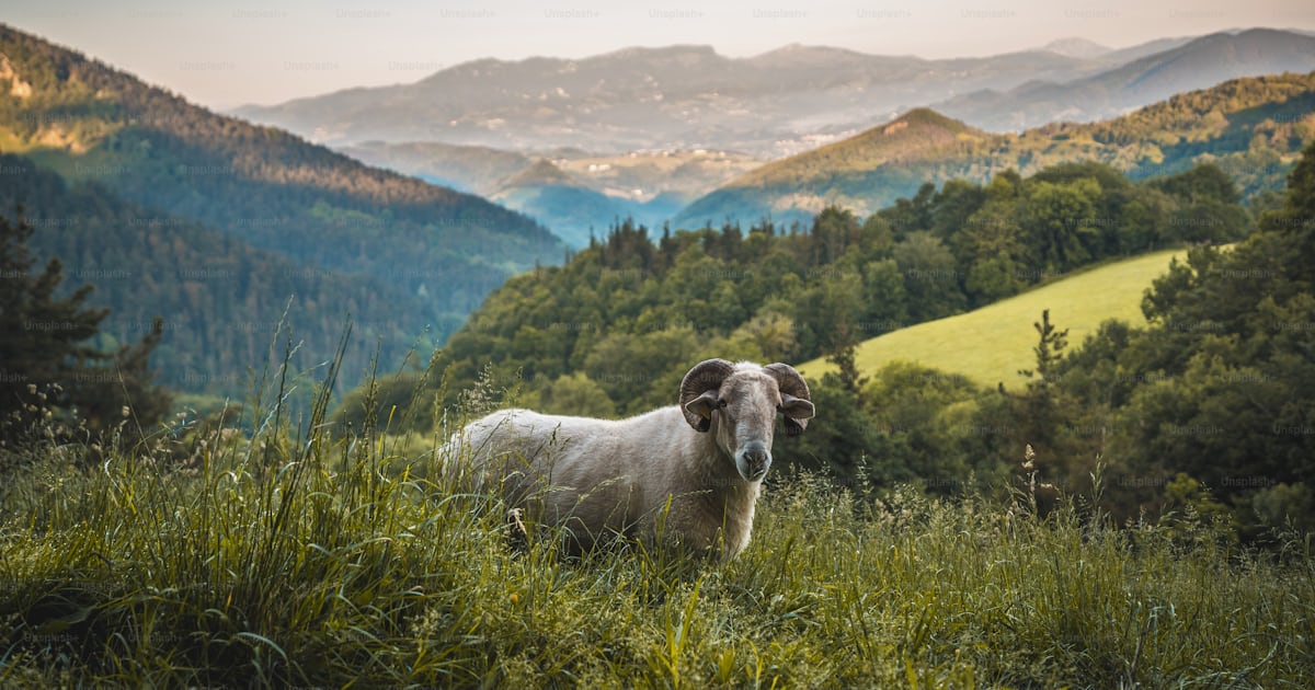 A horned goat on the climb to Monte Adarra in Urnieta, near San ...