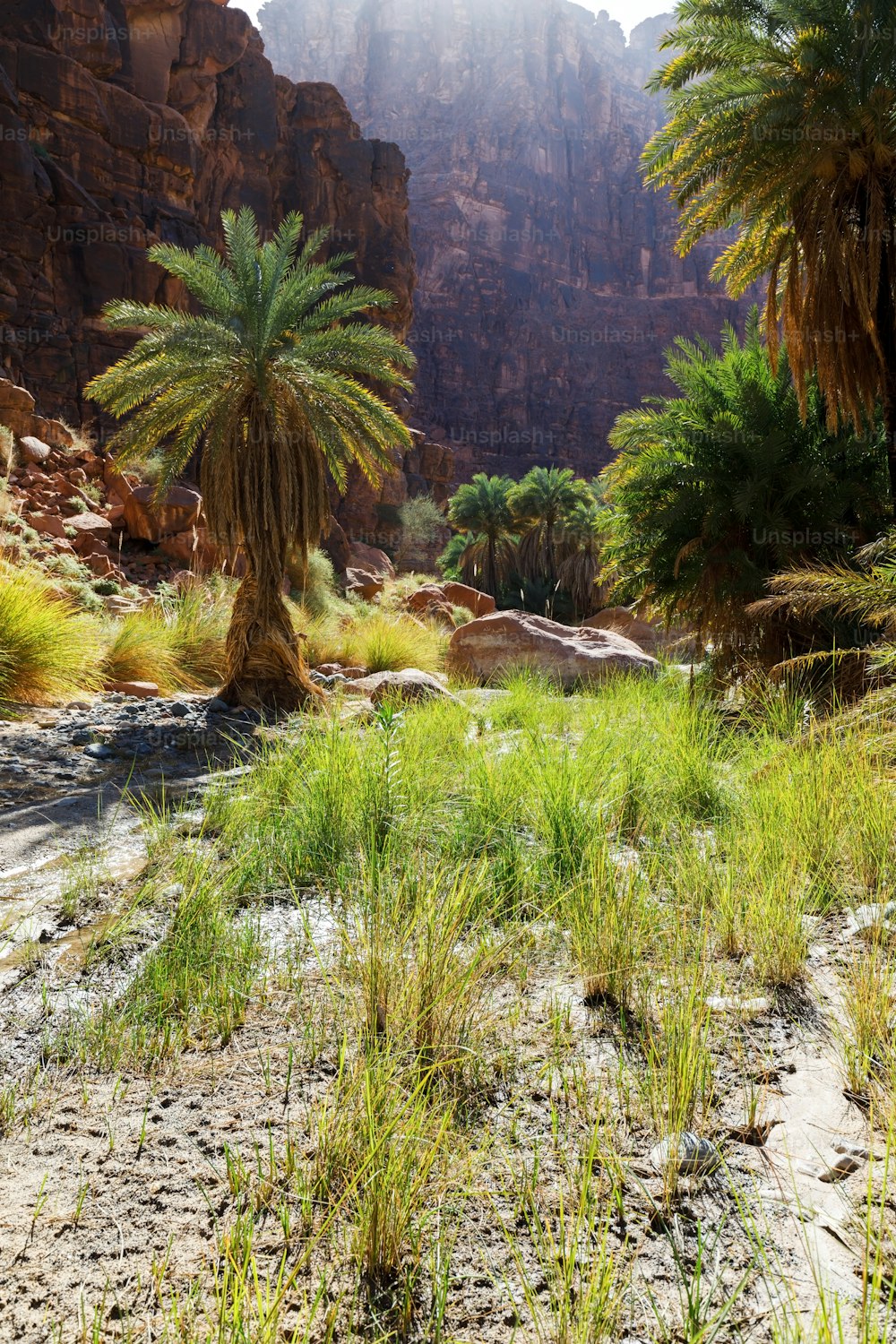 Wadi Disah, también conocido como Wadi Qaraqir, es un cañón de 15 kilómetros de largo que atraviesa el Jebel Qaraqir, un macizo de arenisca que se encuentra a unos 80 kilómetros al sur de la ciudad de Tabuk en Arabia Saudita