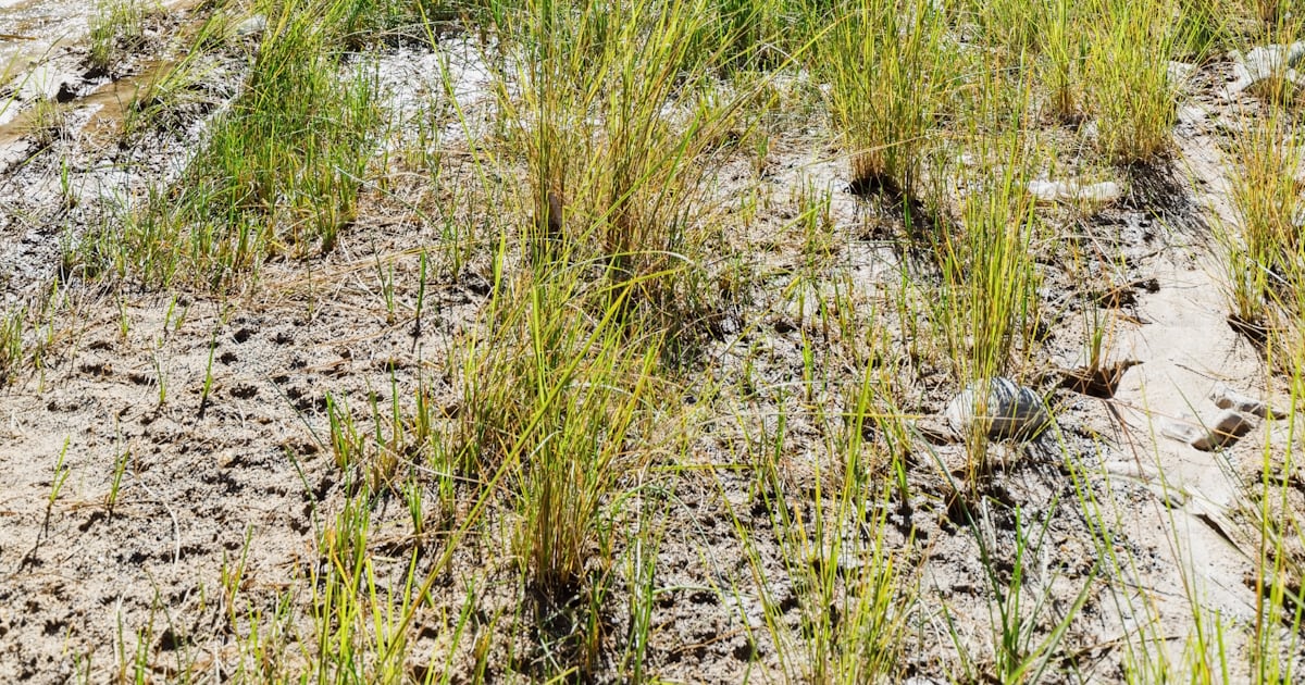 Foto zum Thema Wadi Disah, auch bekannt als Wadi Qaraqir, ist ein 15