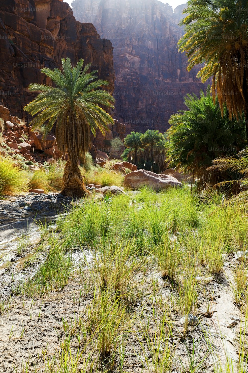 Wadi Disah, auch bekannt als Wadi Qaraqir, ist ein 15 Kilometer langer Canyon, der durch den Jebel Qaraqir verläuft, ein Sandsteinmassiv, das etwa 80 Kilometer südlich der Stadt Tabuk in Saudi-Arabien liegt