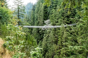 A suspension bridge surrounded by tall green trees in a forest in North Vancouver, British Columbia