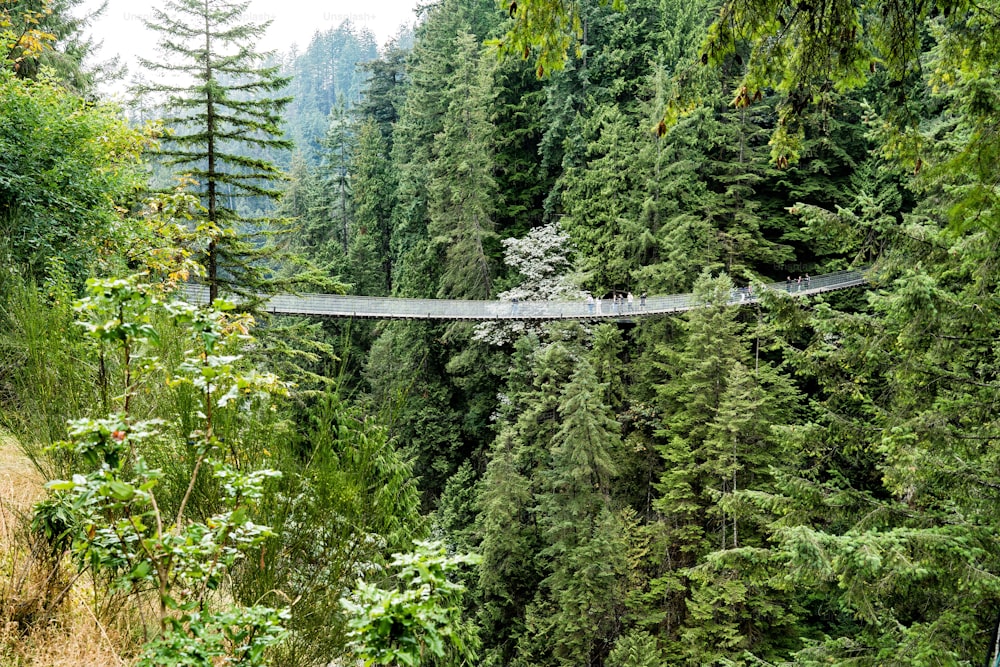 A suspension bridge surrounded by tall green trees in a forest in North Vancouver, British Columbia