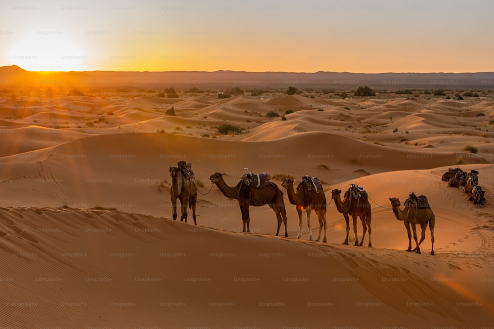 晴れた日にドバイの砂漠を歩くラクダのキャラバン