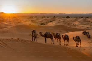 Una carovana di cammelli che cammina in un deserto a Dubai in una giornata di sole