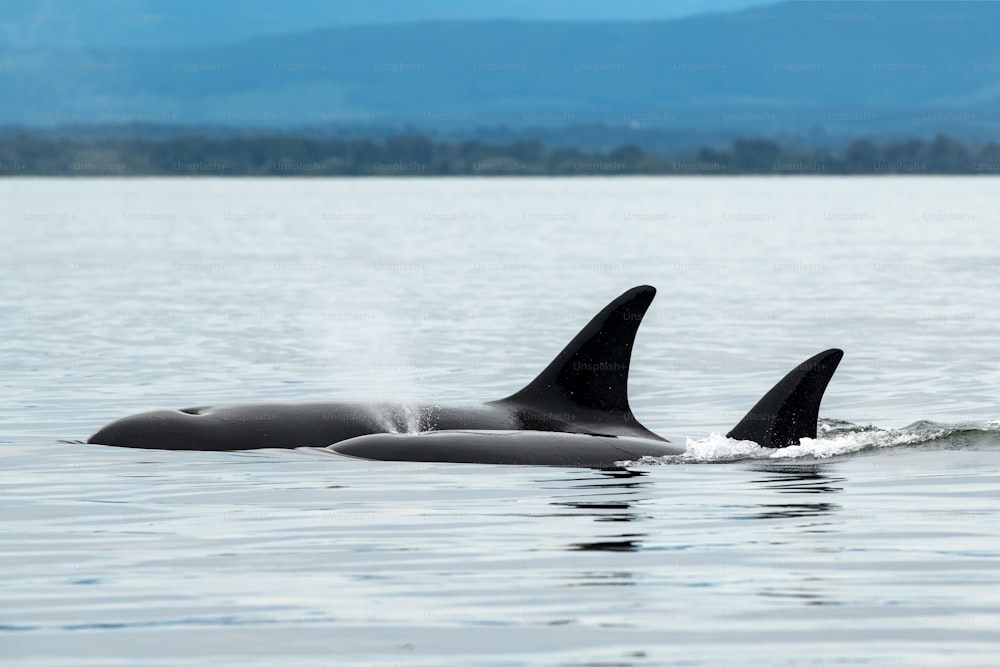 Ein Bigg-Orca-Wal im Meer, umgeben von Hügeln in Vancouver Island, Kanada