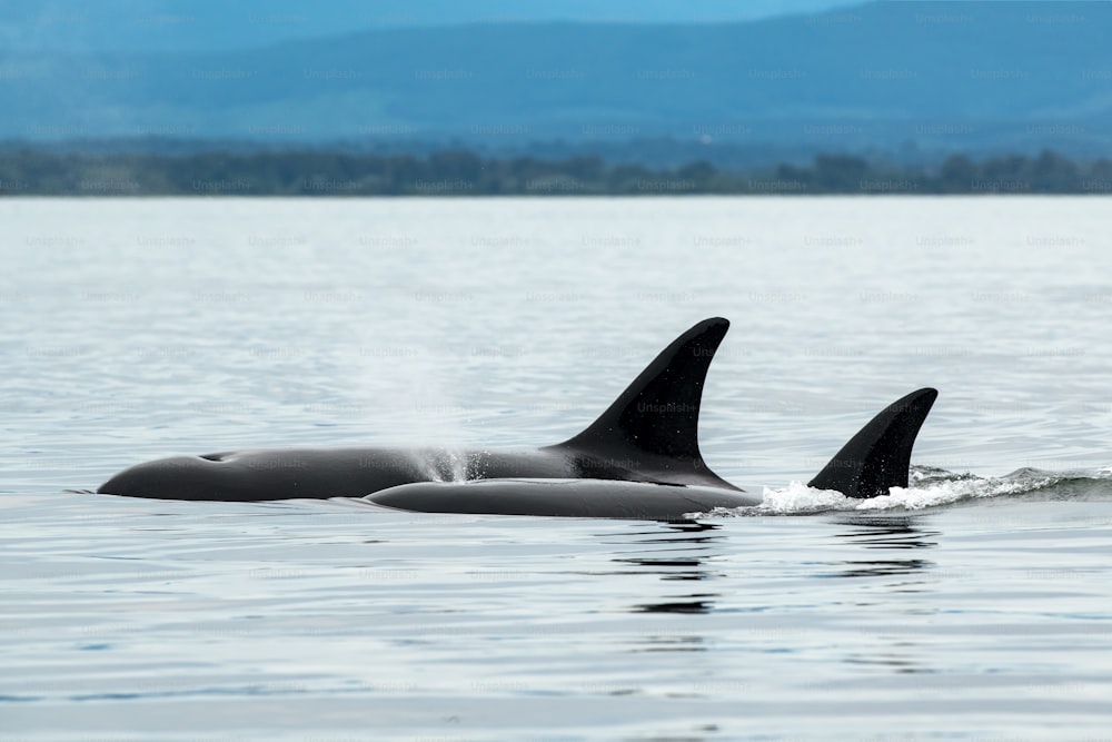 A Bigg's orca whale in the sea surrounded by hills in Vancouver Island, Canada