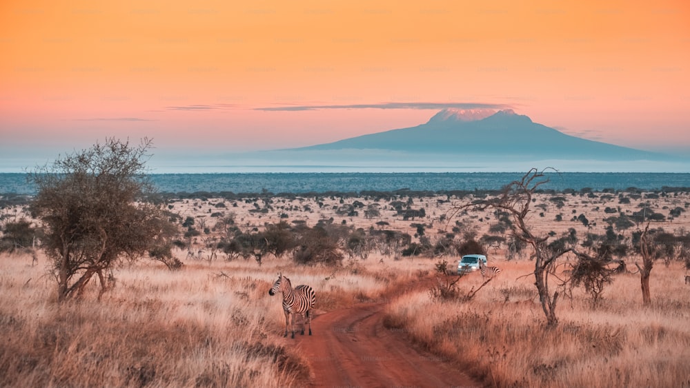 A wide shot of a beautiful jungle under the colorful sky captured in Tsavo west, Kilimanjaro, Kenya