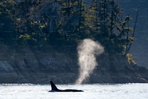 A transient orca whale in the ocean of Gulf Islands, Vancouver, British Columbia, Canada