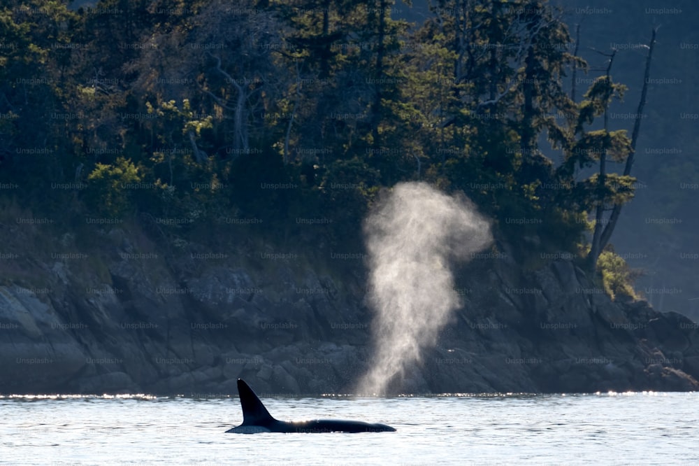 Uma baleia orca transitória no oceano das Ilhas do Golfo, Vancouver, Colúmbia Britânica, Canadá