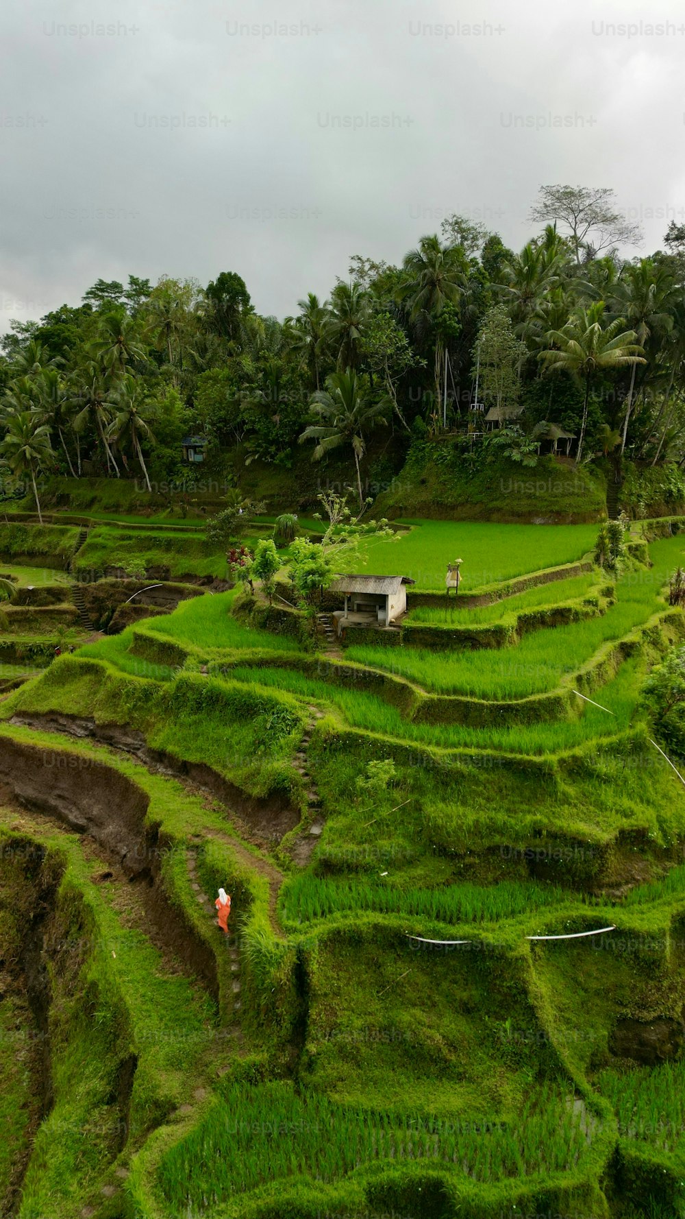 Eine vertikale Luftaufnahme einer Person, die die Tegallalang-Reisterrasse in Bali, Indonesien, hinaufklettert
