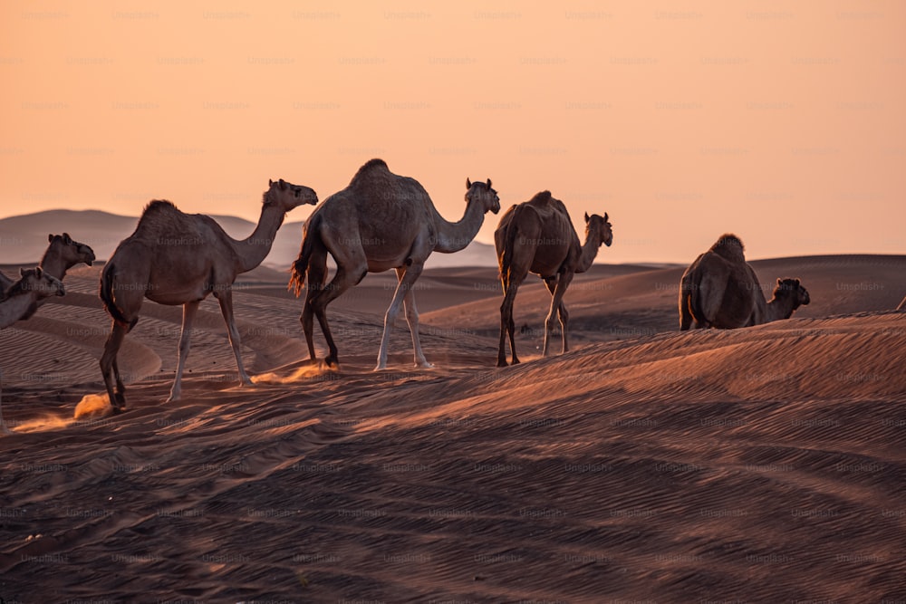 夕焼けに照らされた砂漠の熱い砂の上を歩くラクダのキャラバン