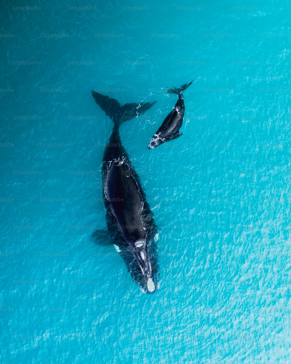 A beautiful shot of a Southern right whale