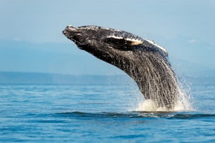 the humpback whale breach, Megaptera novaeangliae, Strait of Georgia, Vancouver Island, BC Canada