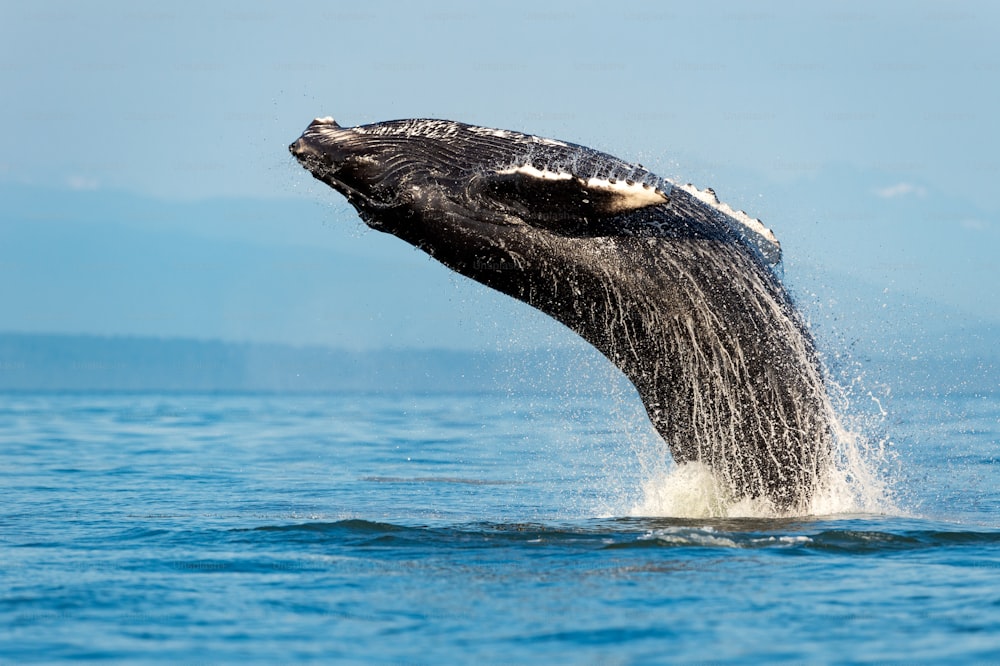 the humpback whale breach, Megaptera novaeangliae, Strait of Georgia, 밴쿠버 아일랜드 BC 캐나다