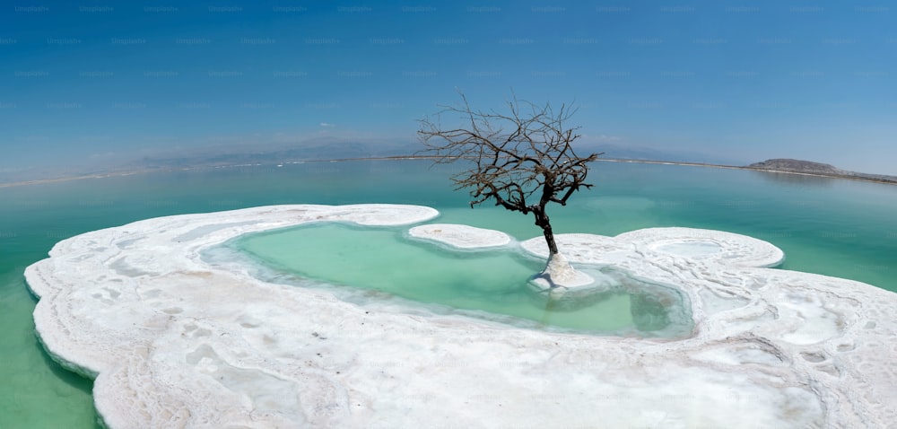 死海の塩の島に生えている乾いた木の美しいショット