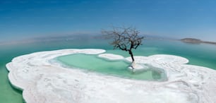 A beautiful shot of a dry tree growing on the salt island in the Dead Sea