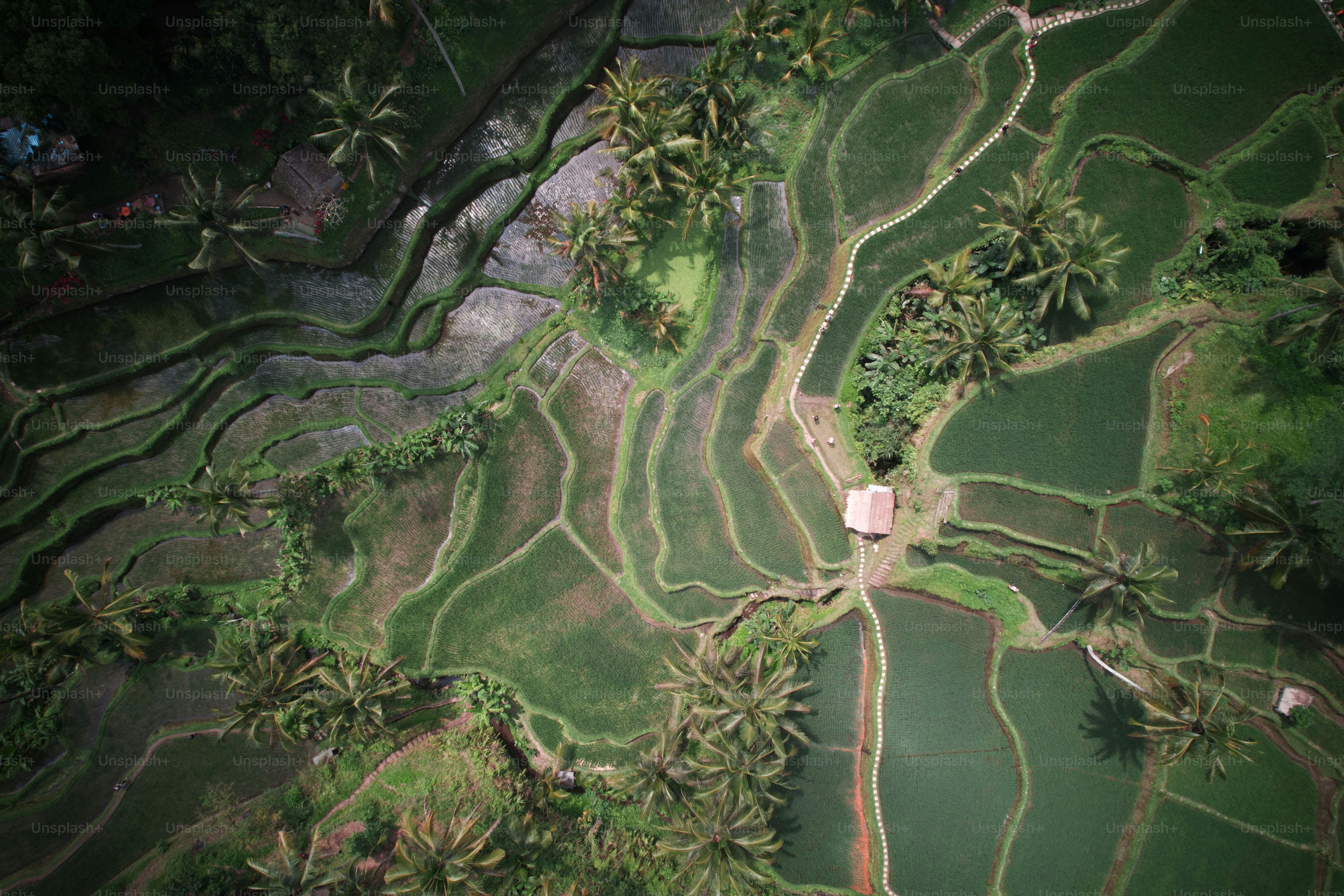 Pemandangan udara Terasering Sawah Tegalalang hijau di Bali, Indonesia