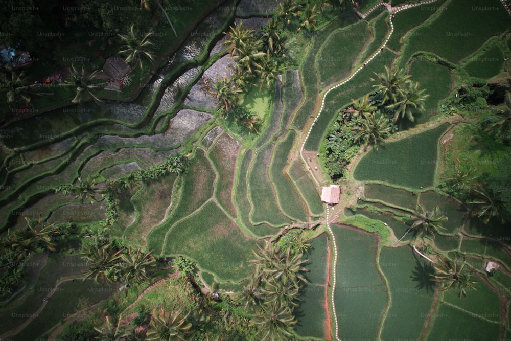 An aerial view of the green Tegalalang Rice Terraces in Bali, Indonesia