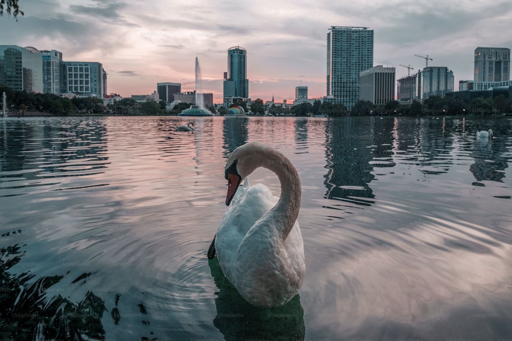 A white single swan in water with cityscape in the background