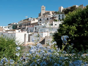 A view of the beautiful white architectures of Ibiza city behind plants and blooming flowers in Spain