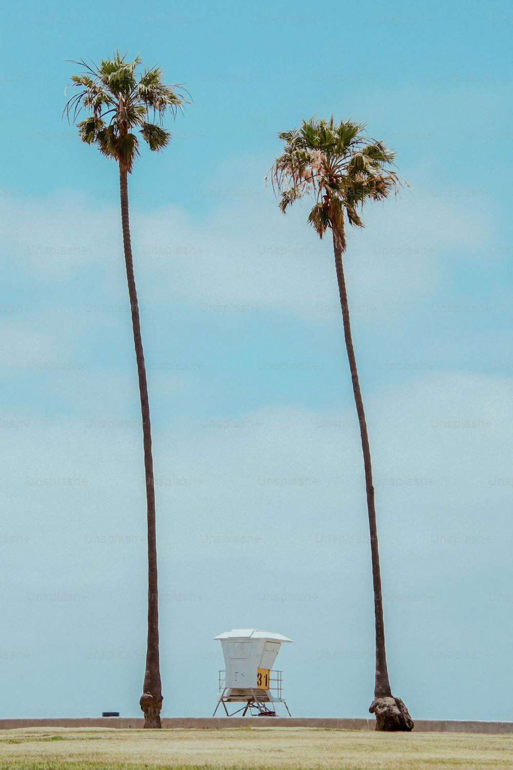 A vertical shot of a lifeguard tower between two palm trees on a beach of La Jolla, California