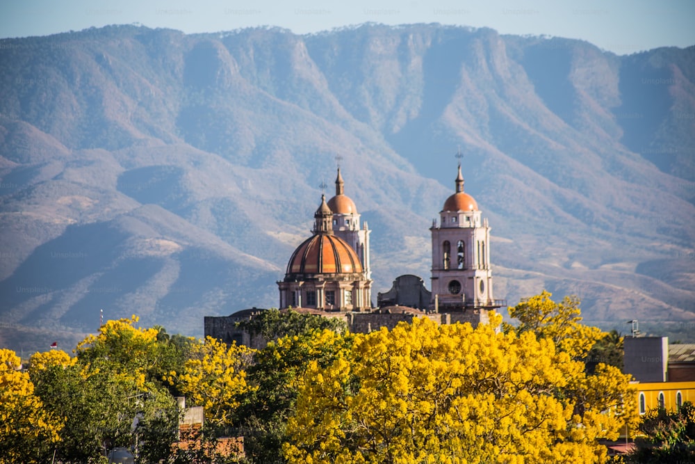 Eine Luftaufnahme von Frühlingsbäumen in der Stadt Autlan de navarro in Jalisco, Mexiko