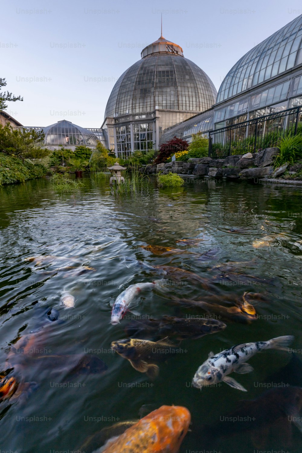 A vertical shot of koi fish in the water and a glass botanical garden in the background on Belle Isle