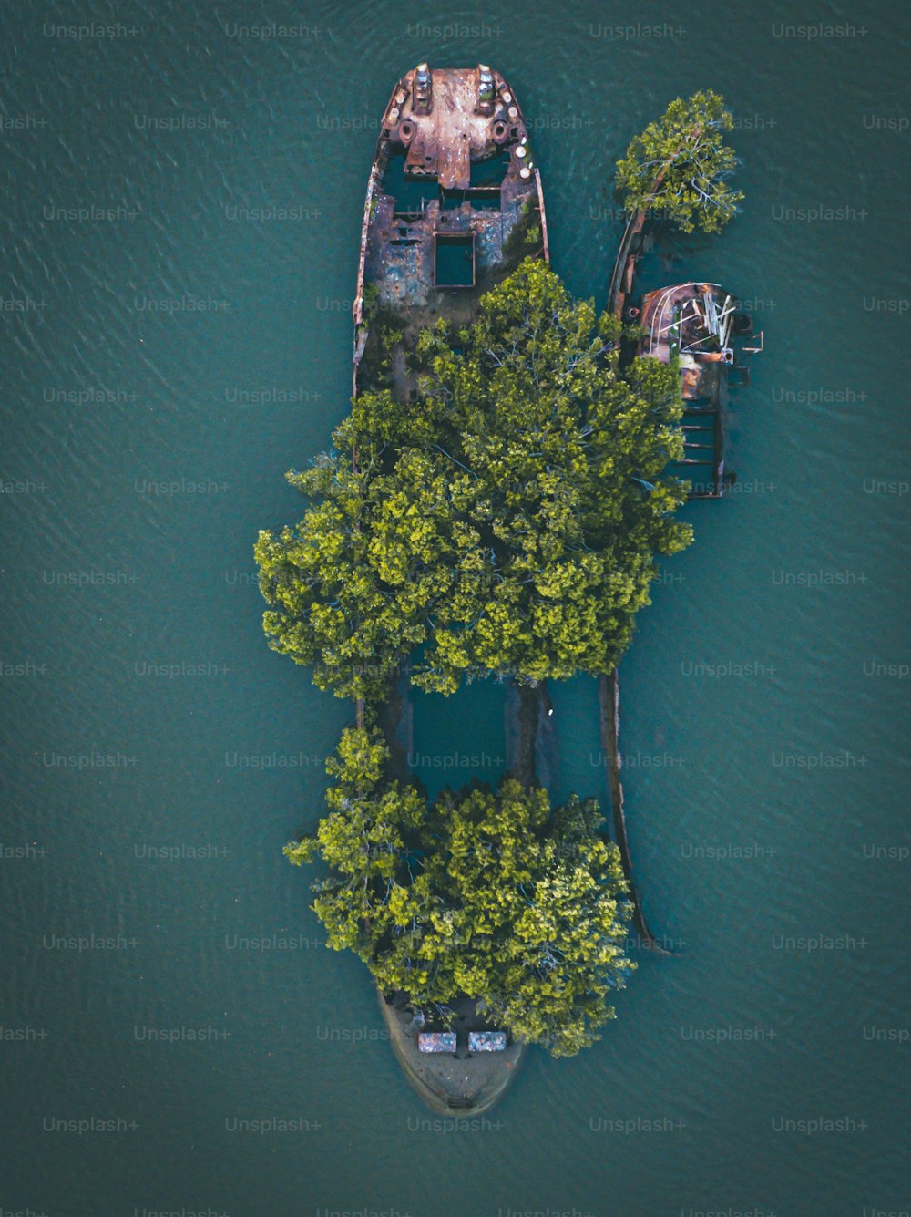 シドニーのホームブッシュベイにある樹齢111年の難破船(浮遊林)に生えている木の空中写真