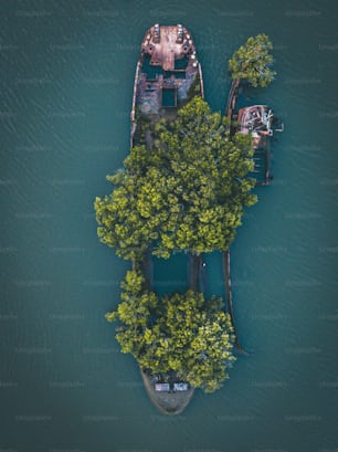 An aerial view of the trees growing on a 111 year old shipwreck (Floating Forest) in Homebush Bay, Sydney