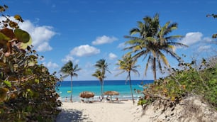 A beautiful view of Havana Cuba sandy Beach with palm trees and blue sky