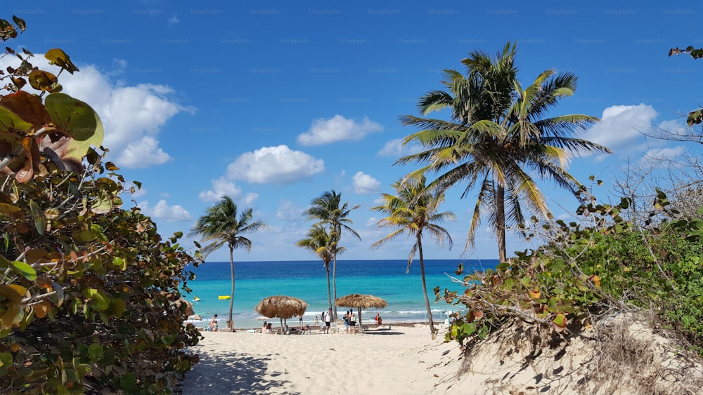 A beautiful view of Havana Cuba sandy Beach with palm trees and blue sky