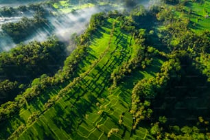 An aerial shot of rice fields in Bali, Indonesia