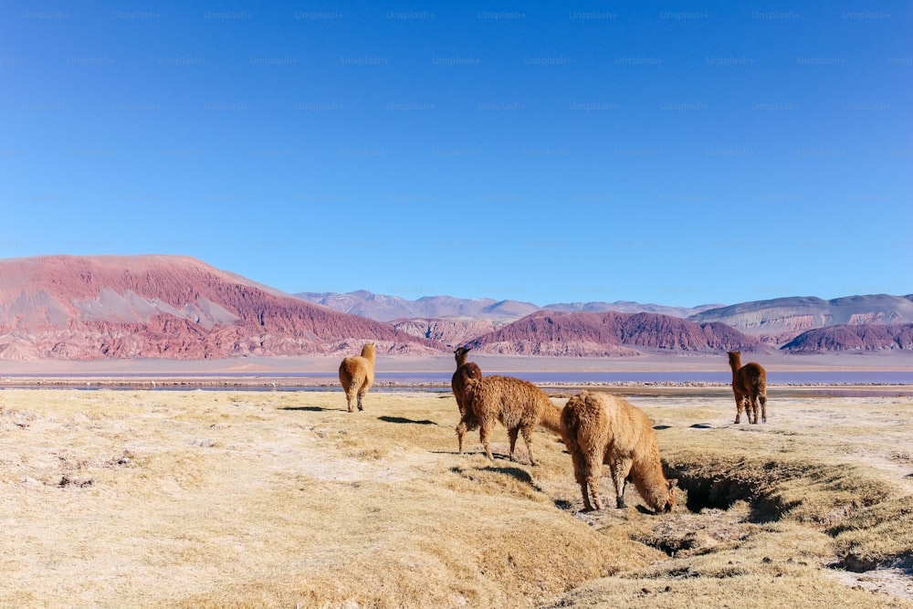 アルゼンチンのカタマルカにあるカラチパンパラグーンの砂漠の真ん中に立っているラマのグループ。