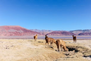 アルゼンチンのカタマルカにあるカラチパンパラグーンの砂漠の真ん�中に立っているラマのグループ。