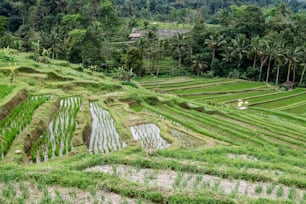 Uma bela foto de um terraço de arroz em Bali, Indonésia