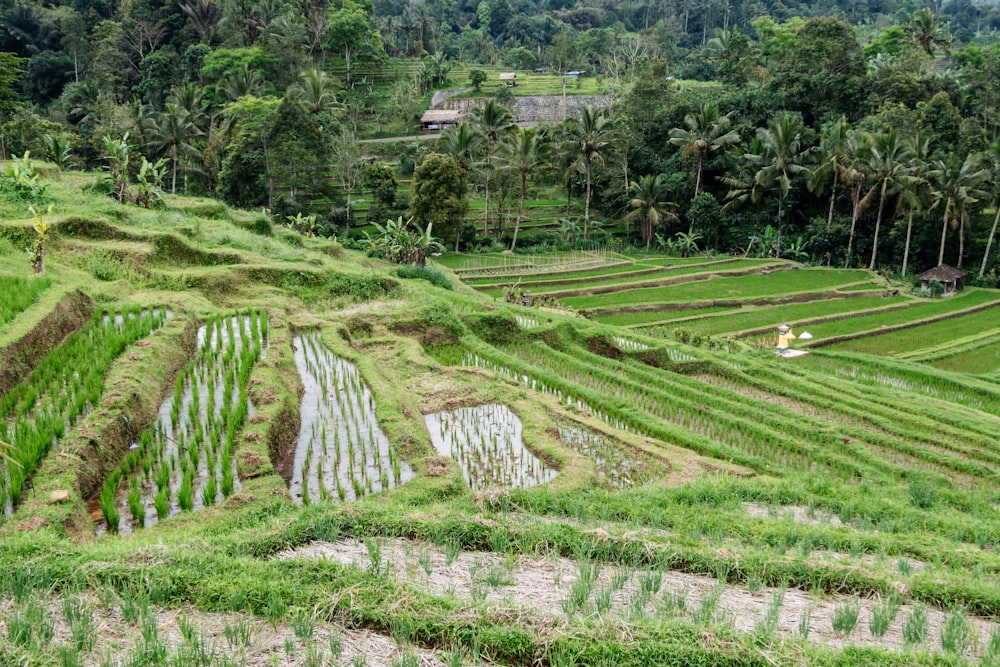 Eine schöne Aufnahme einer Reisterrasse in Bali, Indonesien