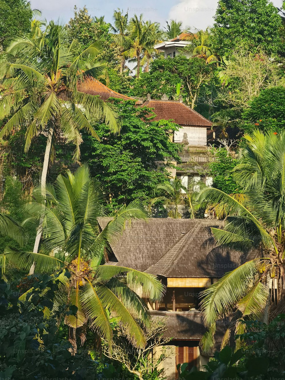Uma encosta verde-esmeralda, exuberante com árvores e abundantes folhas de palmeira, aproveitando a luz quente do sol.
