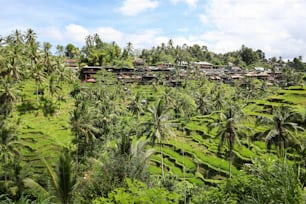 A view of a picturesque residential area, with lush green rice paddies and terraced homes in Bali