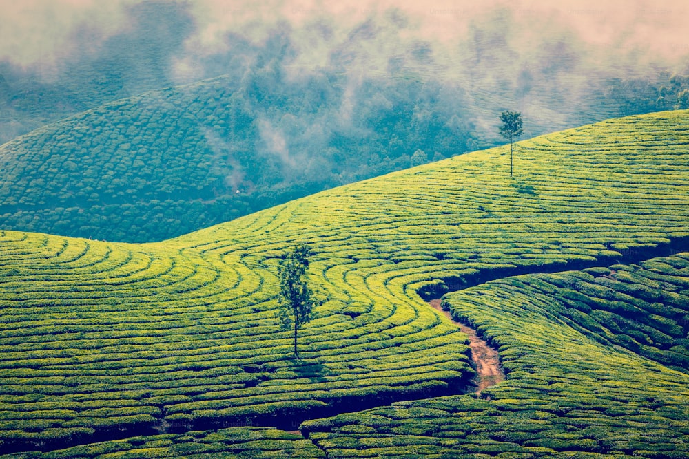 Immagine in stile hipster filtrato effetto retrò vintage del Kerala India sfondo di viaggio - piantagioni di tè verde a Munnar, Kerala, India - attrazione turistica