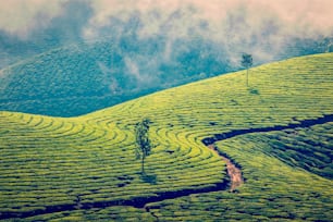 ビンテージレトロ効果は、インドの旅行背景にケララ州のヒップスタースタイルの画像をフィルタリング – ムンナール、ケララ、インドの緑茶プランテーション – 観光名所