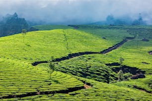 Kerala India sfondo di viaggio - piantagioni di tè verde in Munnar, Kerala, India - attrazione turistica