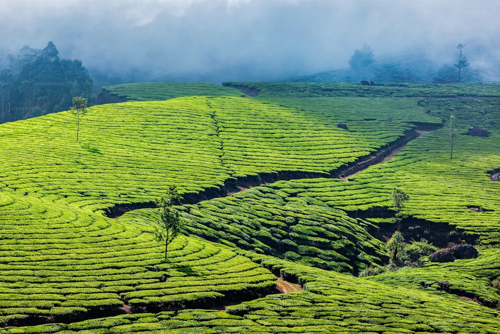 Kerala India travel background - green tea plantations in Munnar, Kerala, India - tourist attraction