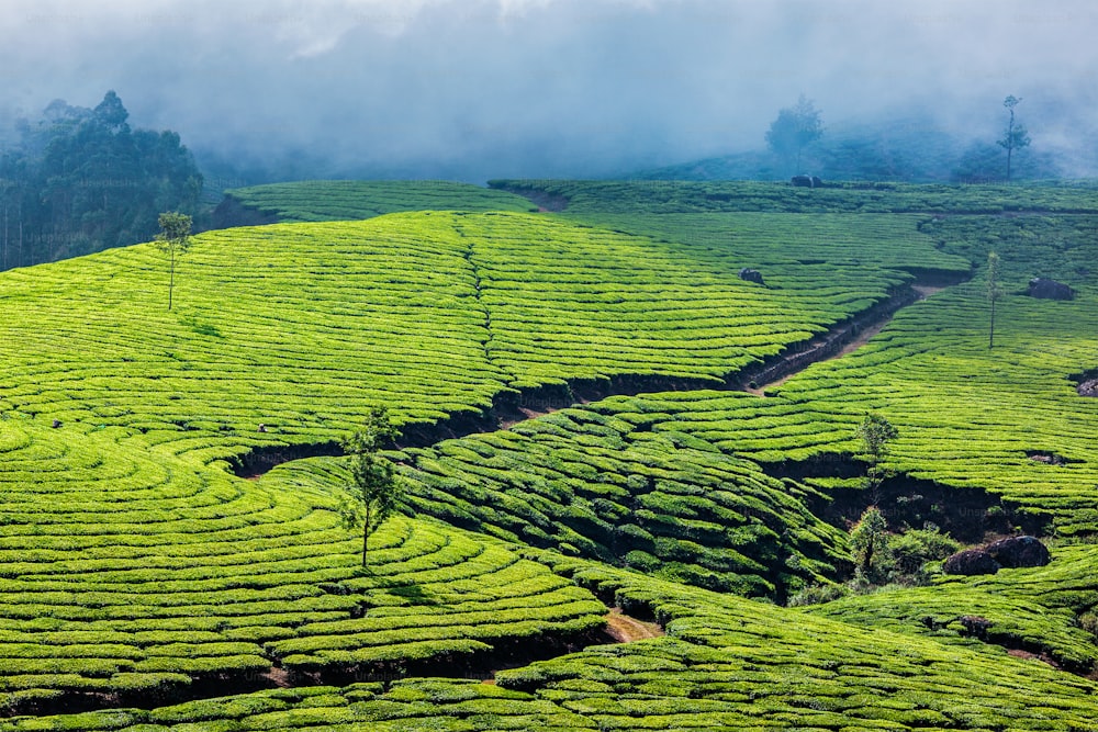 Fundo de viagem de Kerala Índia - plantações de chá verde em Munnar, Kerala, Índia - atração turística