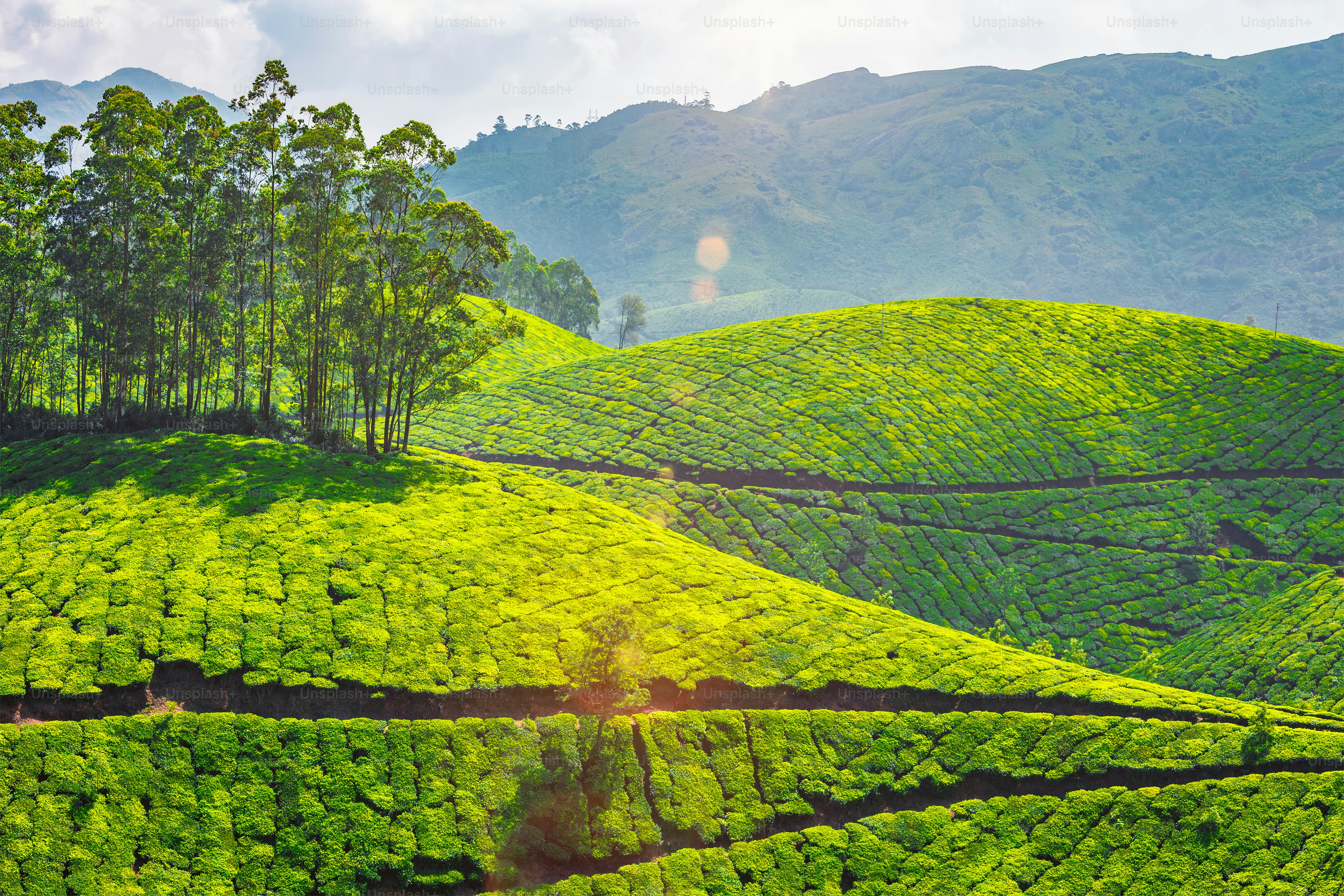 Kerala landmark - tea plantations in Munnar, Kerala, India. With lens flare and light leak.