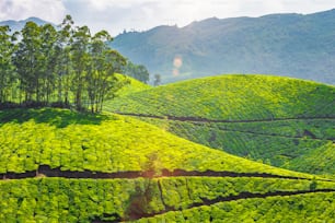 Punto di riferimento del Kerala - piantagioni di tè a Munnar, Kerala, India. Con lens flare e perdita di luce.