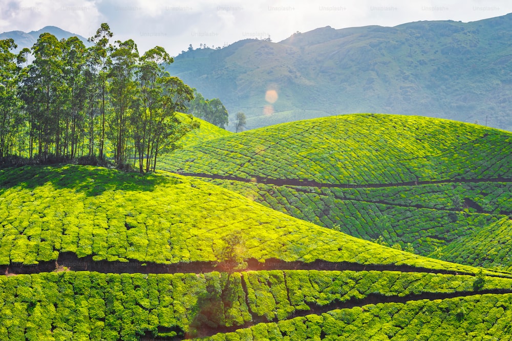 Punto de referencia de Kerala: plantaciones de té en Munnar, Kerala, India. Con destello de lente y fuga de luz.