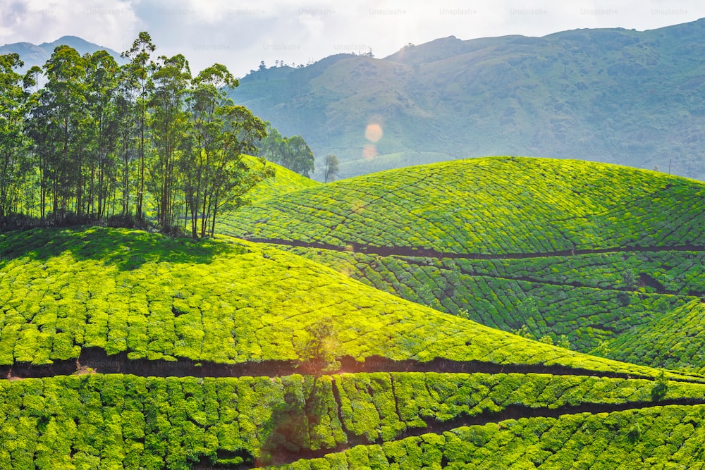 Kerala landmark - tea plantations in Munnar, Kerala, India. With lens flare and light leak.